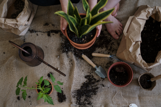 Greening Your Terrace – Tips, Tricks, and Advantages