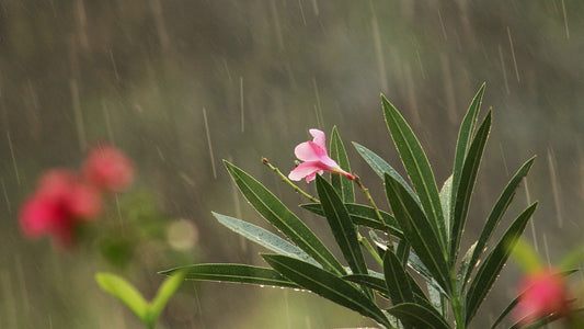 Monsoon Blooms: Mastering the Art of Gardening in August