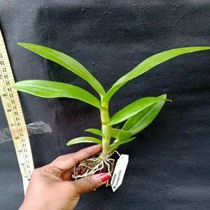 Dendrobium Blue Sapphire (Seedling)