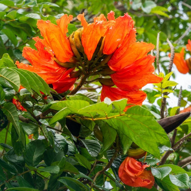 Spathodea Campanulata Red (African tulip tree) Live Plant