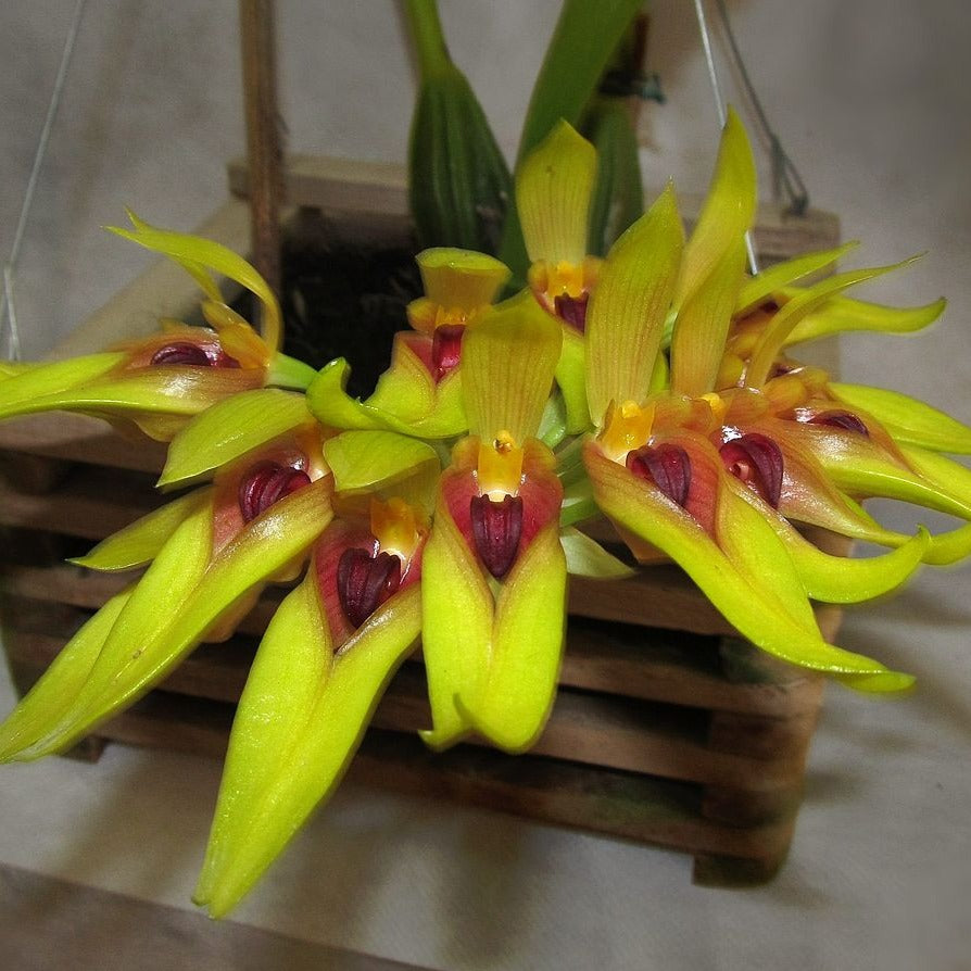 Bulbophyllum Graveolens