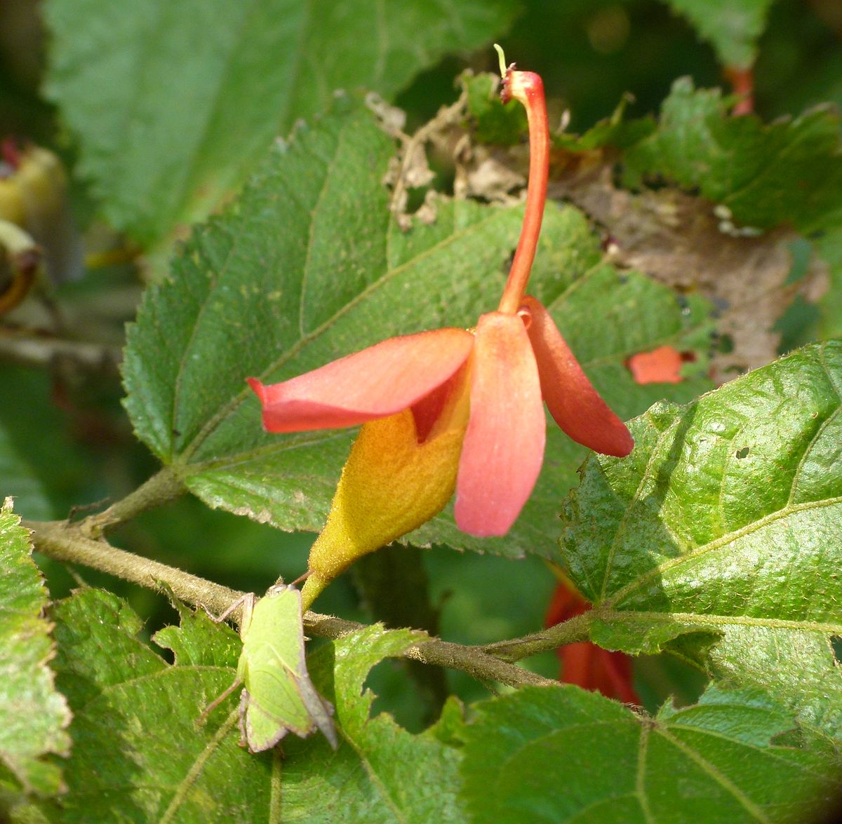 Indian Screw Tree (Helicteres isora) Live Plant