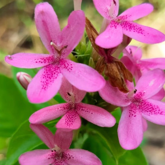 Ruspolia Pink All Time Flowering Live Plant