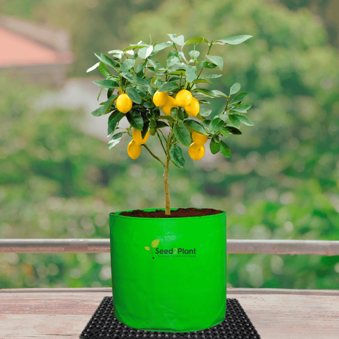 Grow Bags for Fruit Plants