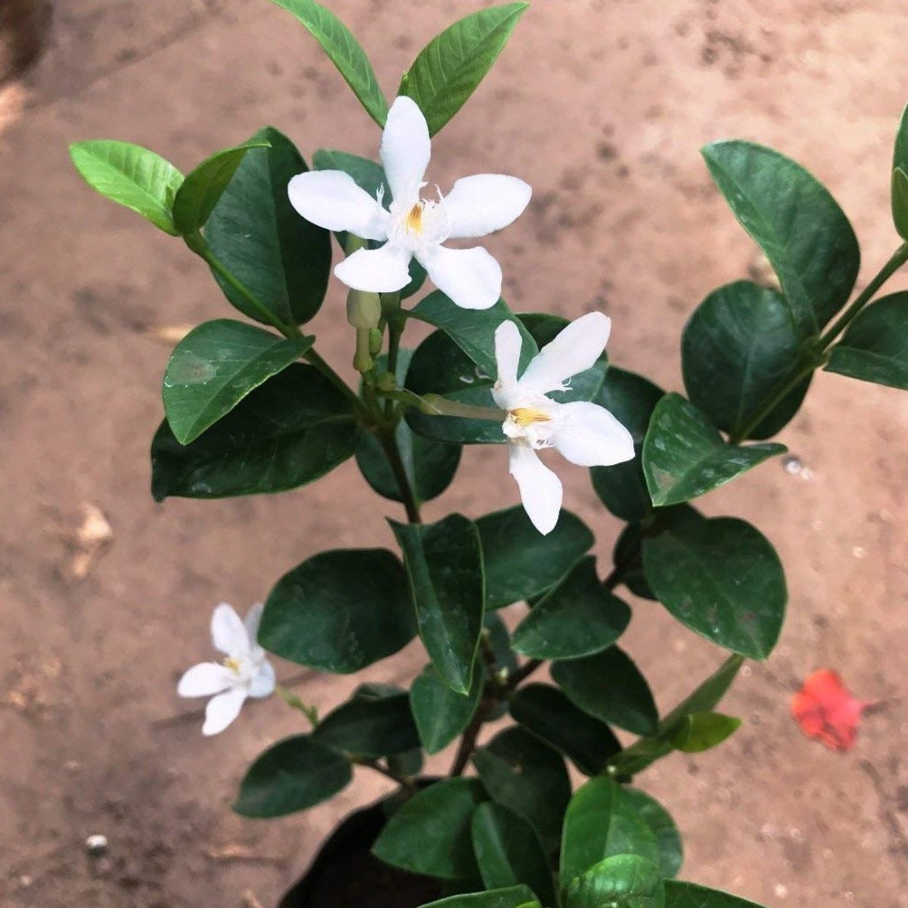 Ceylon Jasmine Fragrant (Wrightia Antidysenterica) Flowering Live Plant