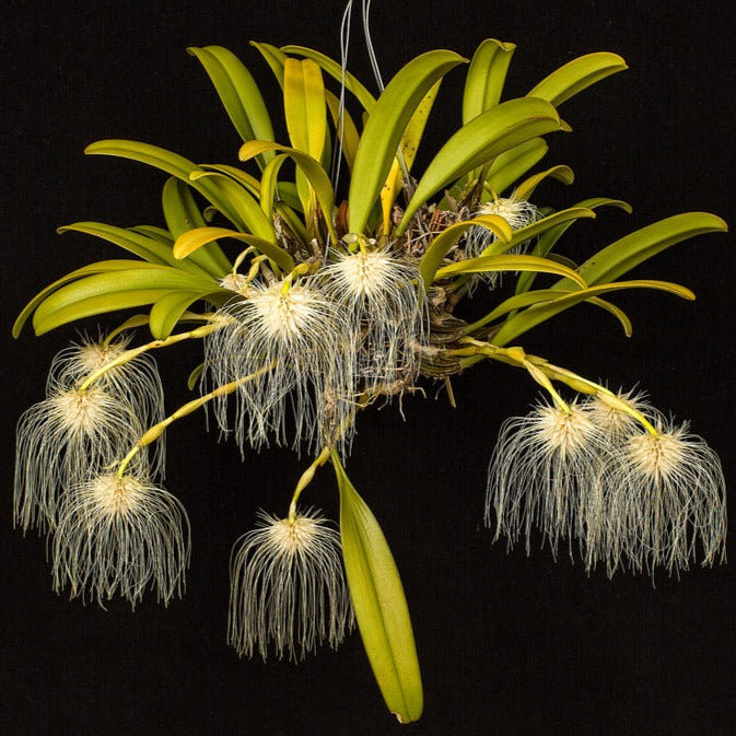 Bulbophyllum Medusae (Blooming Size)