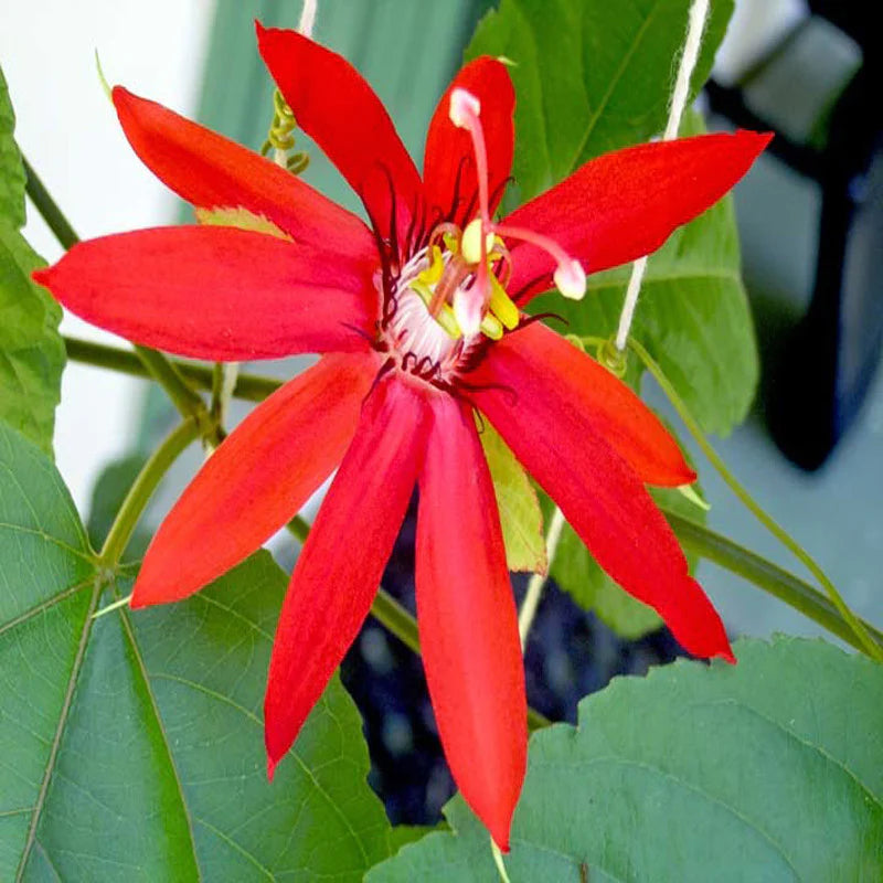 Passiflora Red Krishna Kamal (Red Passion Flower) All Time Flowering Live Plant