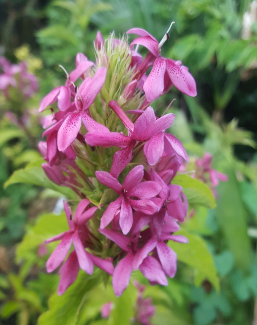 Ruspolia Pink All Time Flowering Live Plant