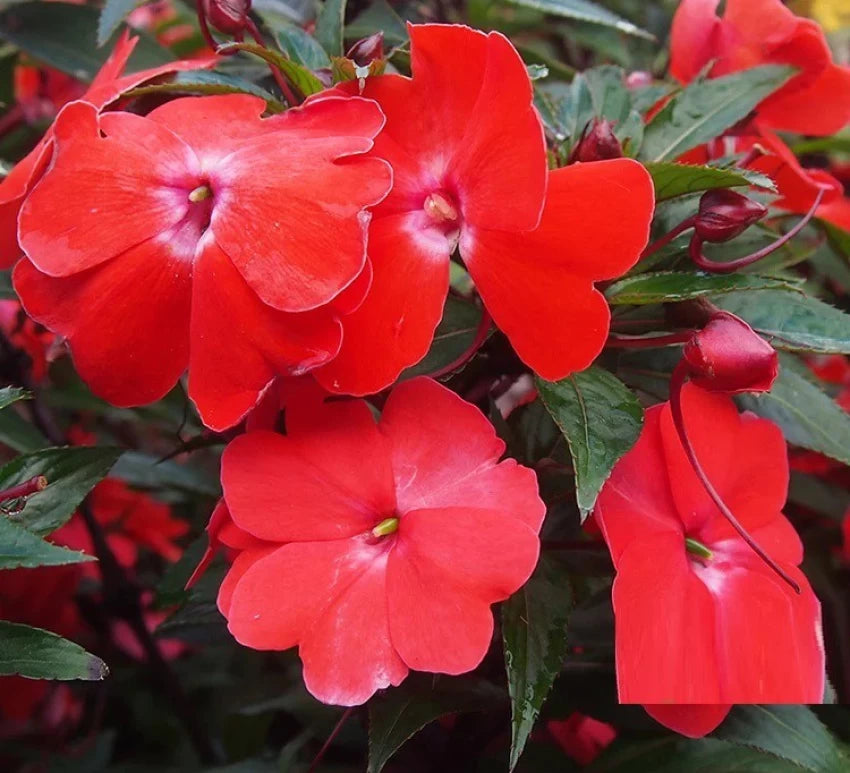 Chinese Balsam Red (Impatiens balsamina) Rare All Time Flowering Live Plant