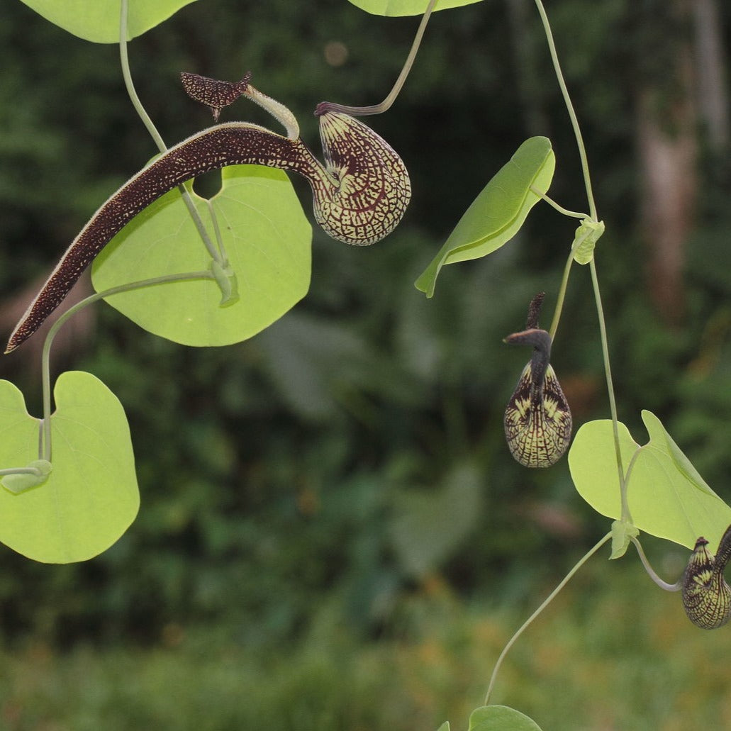 Aristolochia Ringens Flowering Live Plant