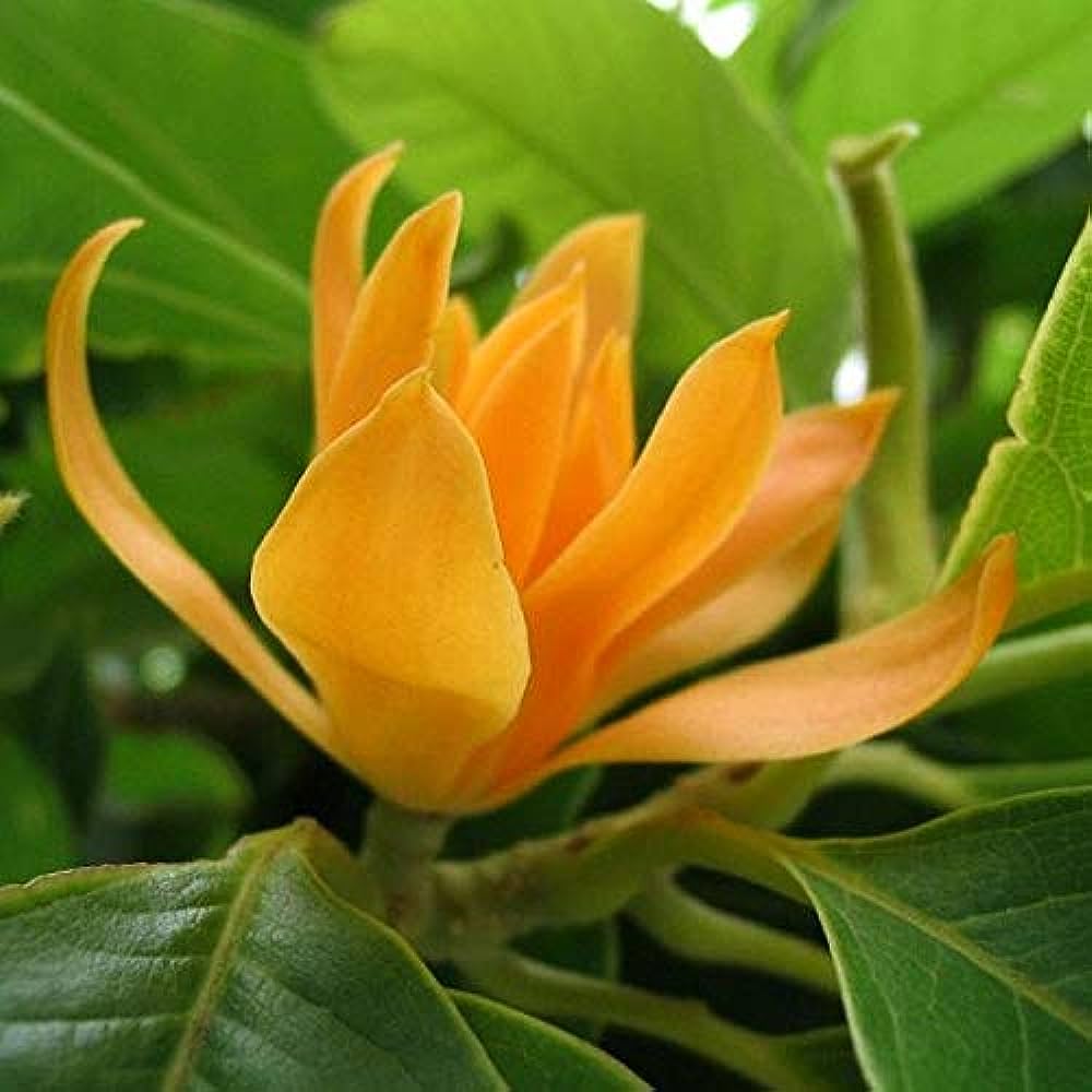 Yellow Champak (Magnolia champaca) Flowering Live Plant