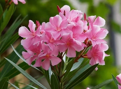 Arali Pink Single Petal (Nerium oleander) All Time Flowering Live Plant
