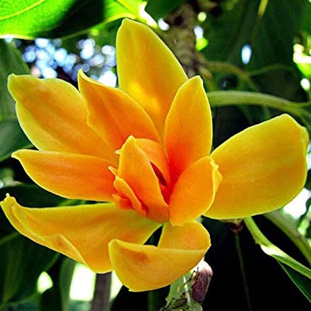 Yellow Champak (Magnolia champaca) Flowering Live Plant