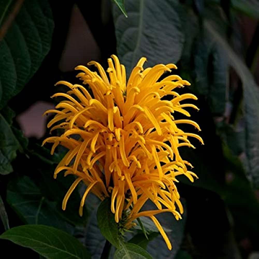 Jacobina Yellow All Time Flowering Live Plant