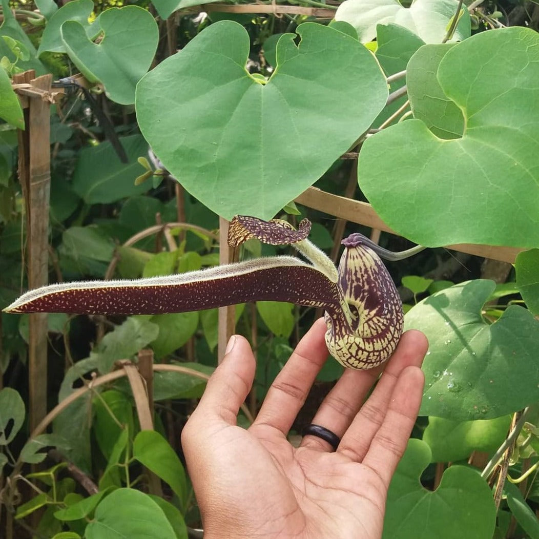 Aristolochia Ringens Flowering Live Plant