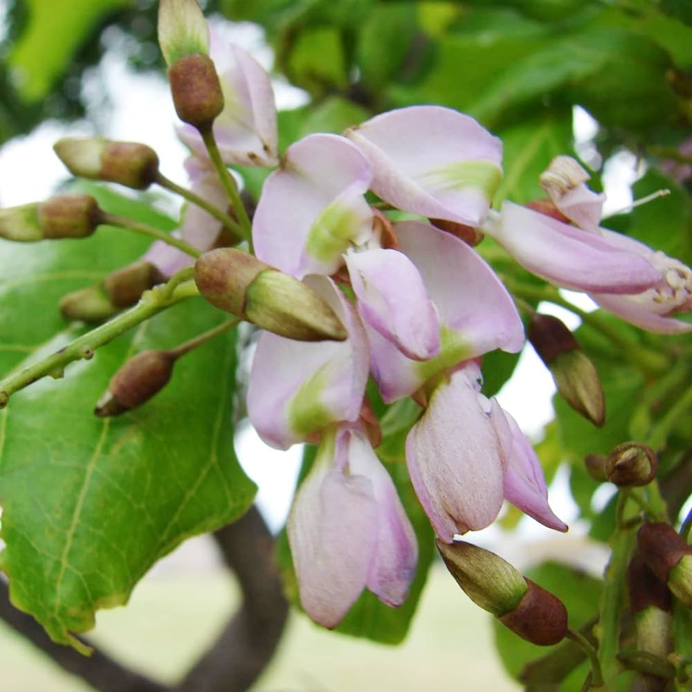 Indian Beech Tree (Millettia pinnata) Rare Live Plant