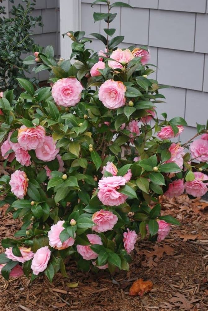 Camellia Pink (Tree Rose) Rare All Time Flowering Live Plant