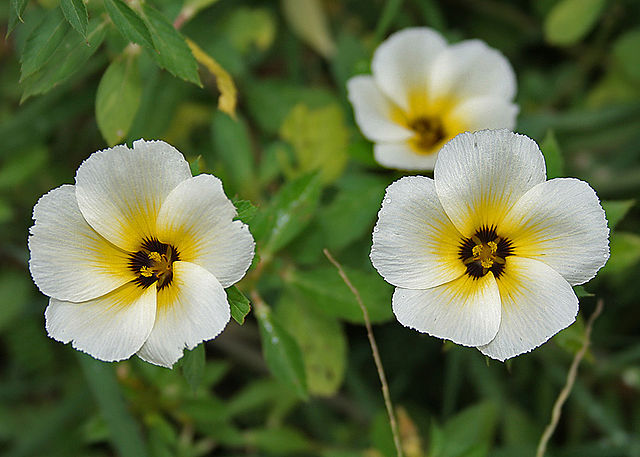 White buttercup (Turnera subulata) Flowering Live Plant