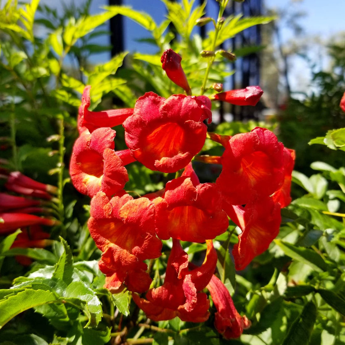 Tecoma Red Rare All Time Flowering Live Plant