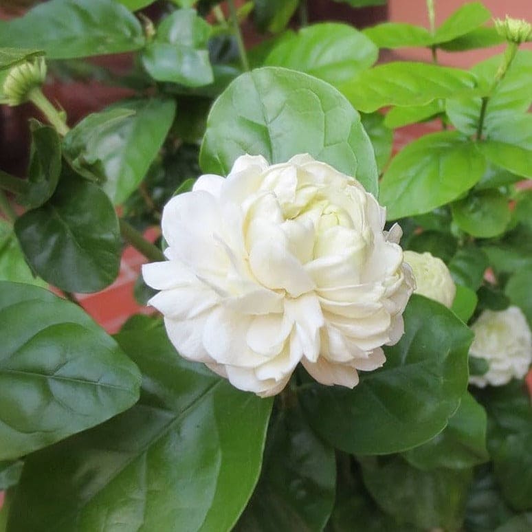 Arabian Jasmine / Gundu Malli (Jasminum sambac) Highly Fragrant Flowering Live Plant