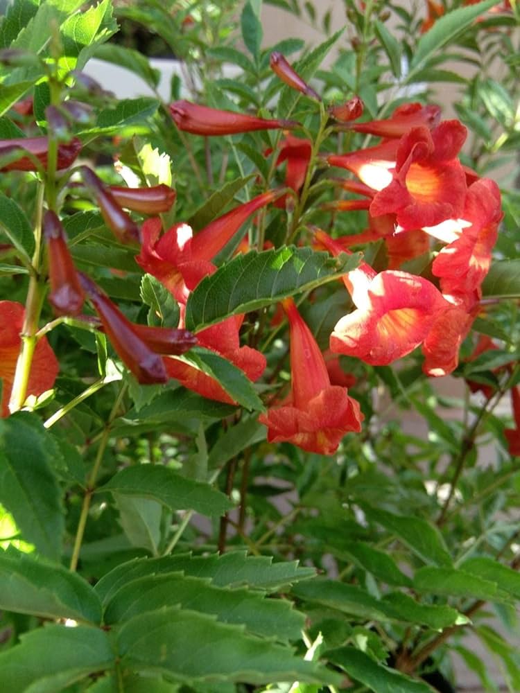 Tecoma Red Rare All Time Flowering Live Plant