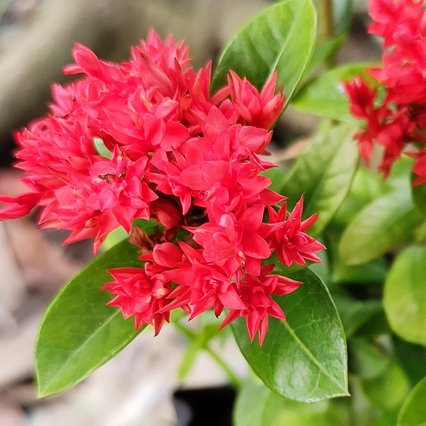 Ixora flower deals