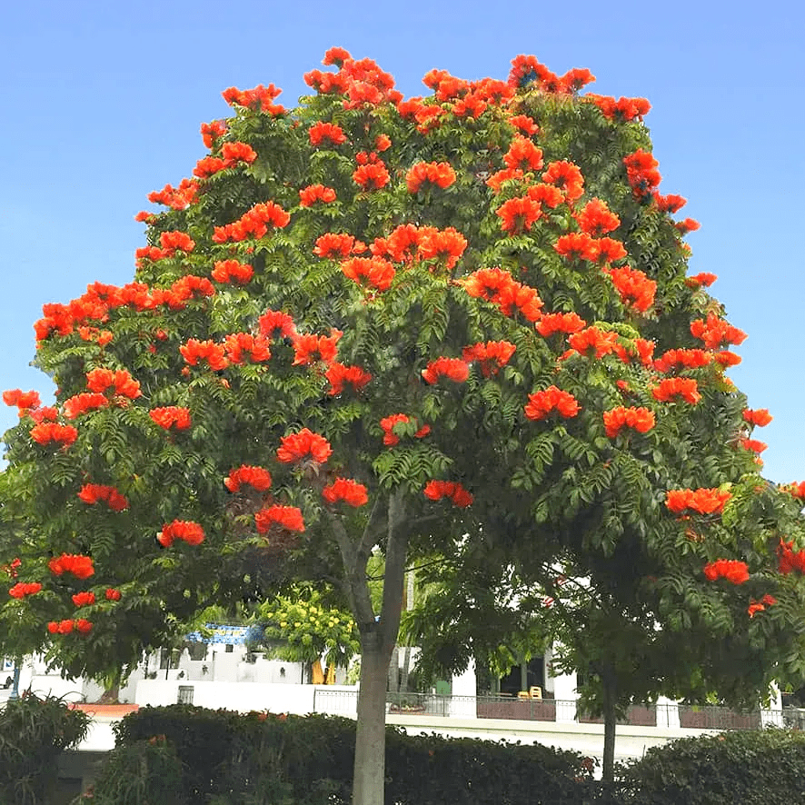 Spathodea Campanulata Red (African tulip tree) Live Plant