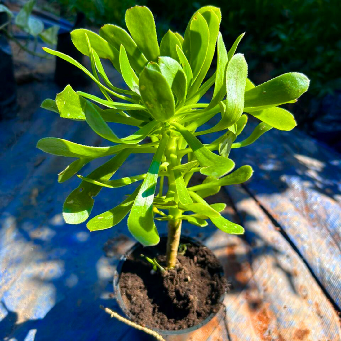 Aeonium Green Succulent Live Plant