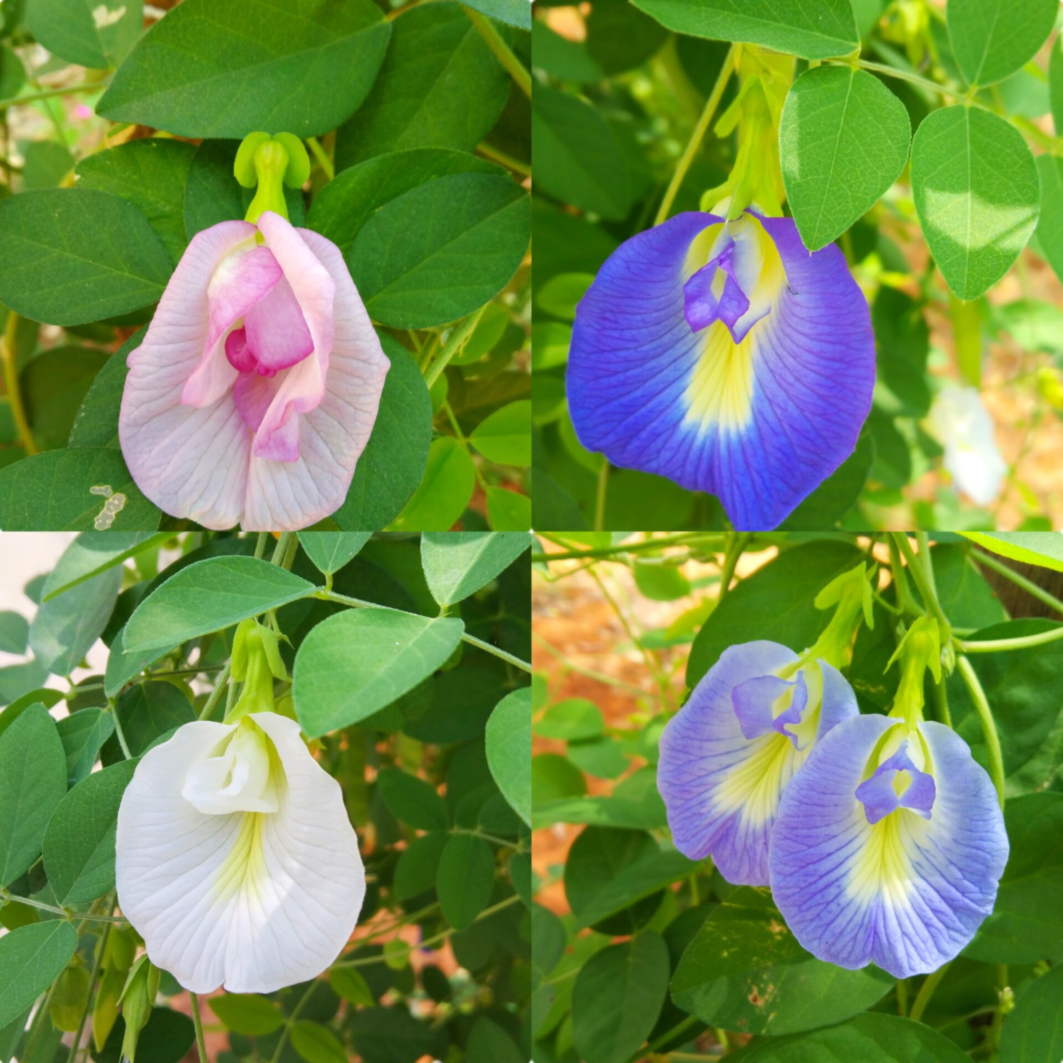 Aparajita / Sangupushpam Mixed Seeds