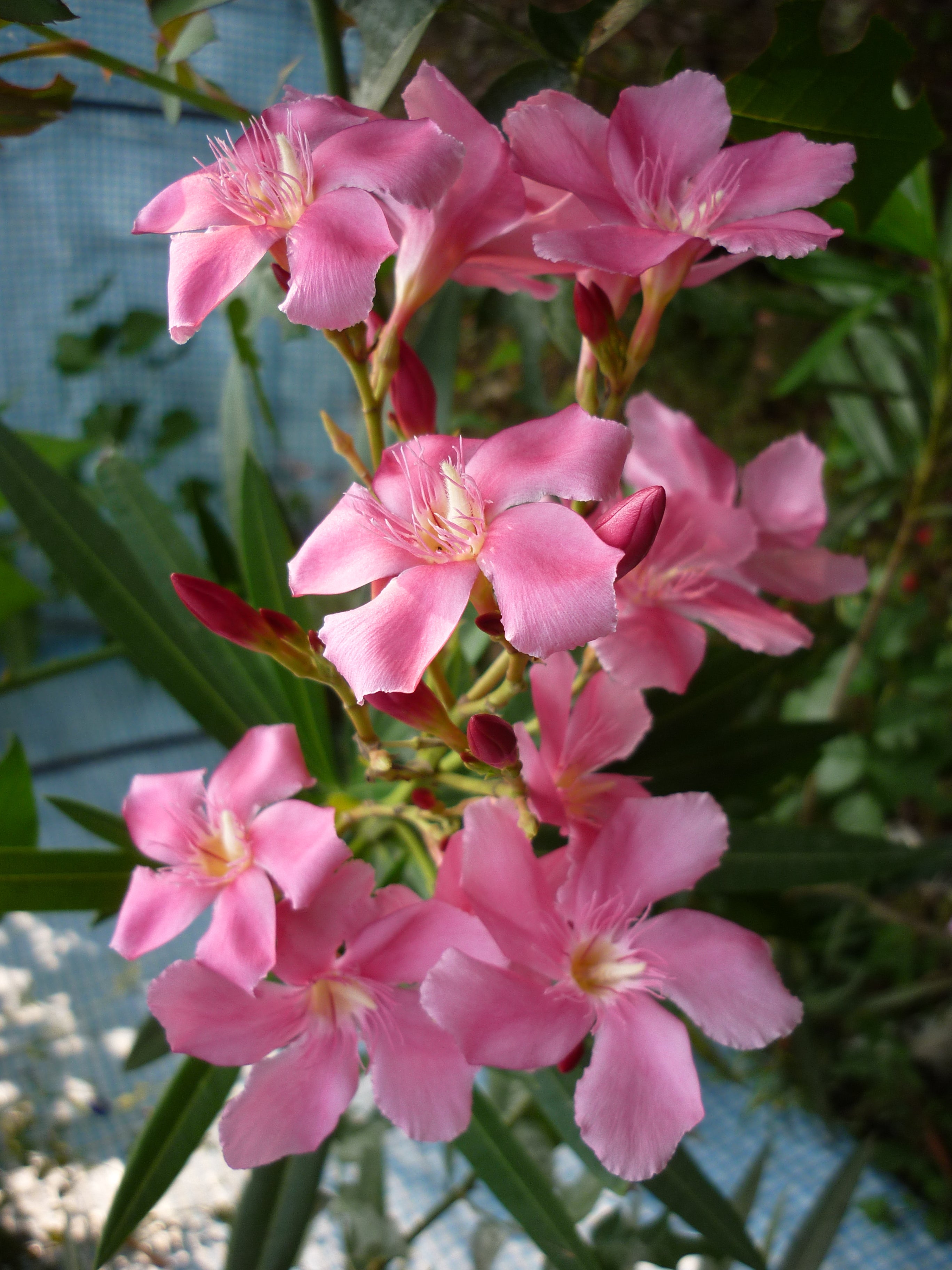 Arali Pink Single Petal (Nerium oleander) All Time Flowering Live Plant