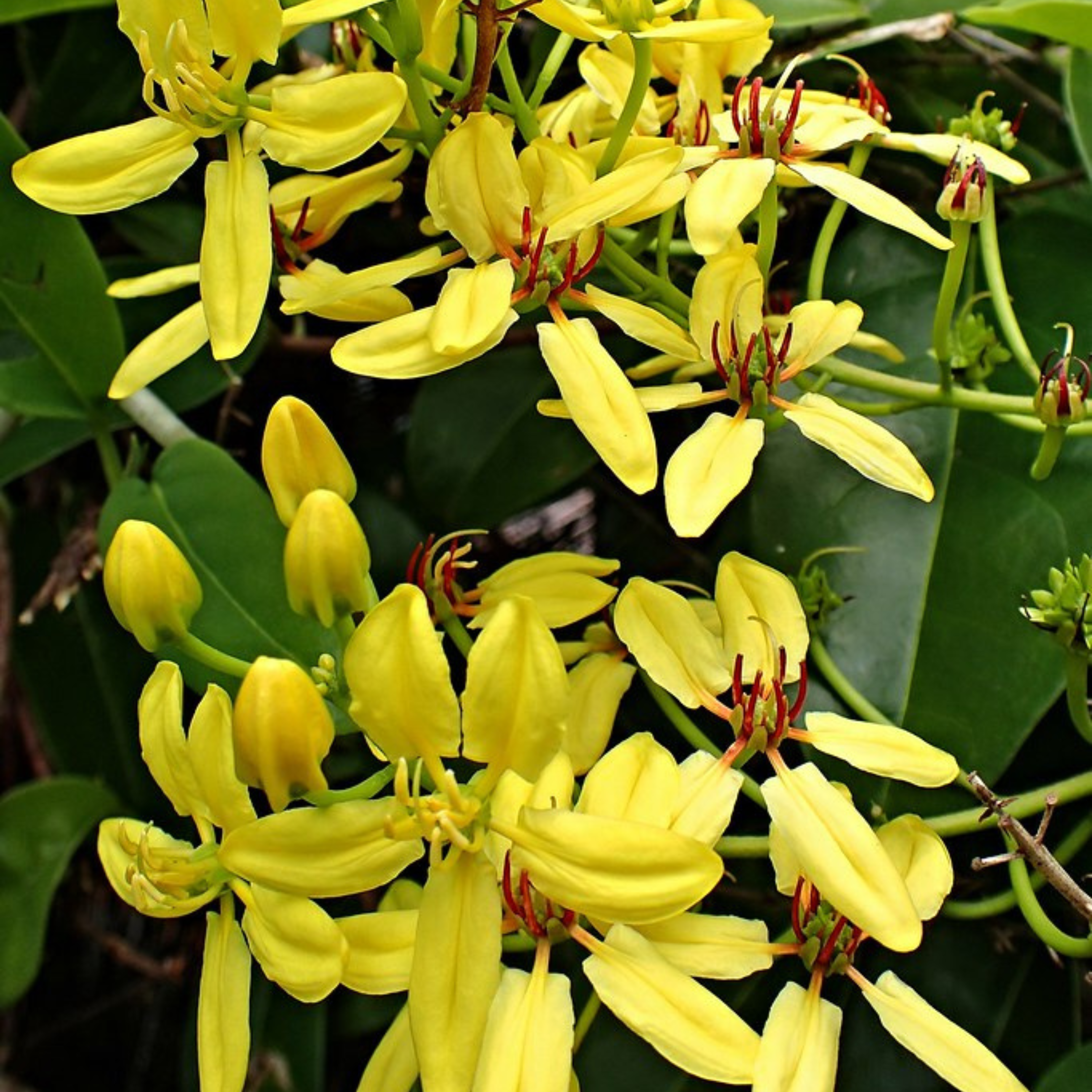 Australian Gold Vine / Maiden&