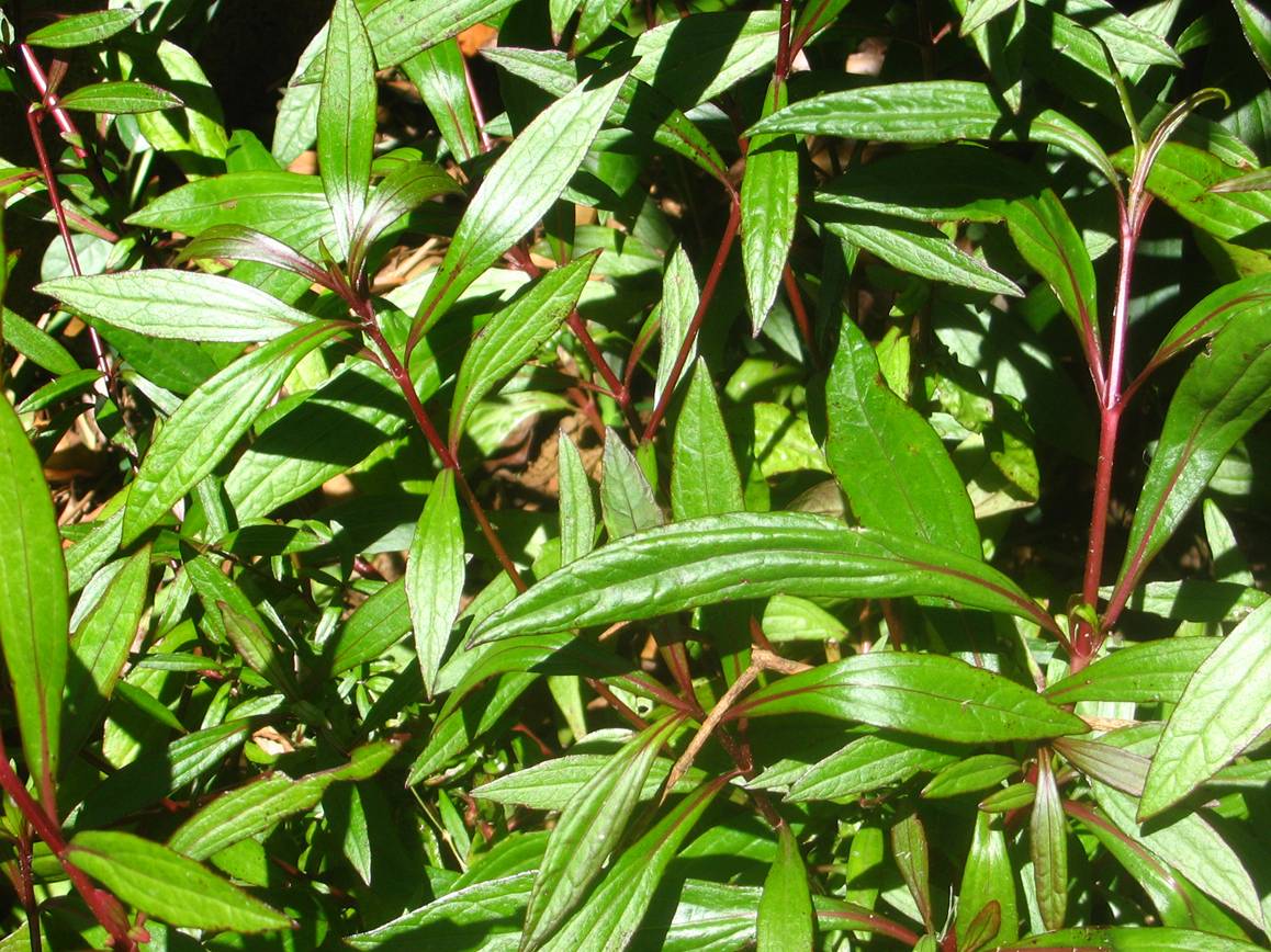 Mrithasanjeevani (Ayapana triplinervis) Medicinal Live Plant