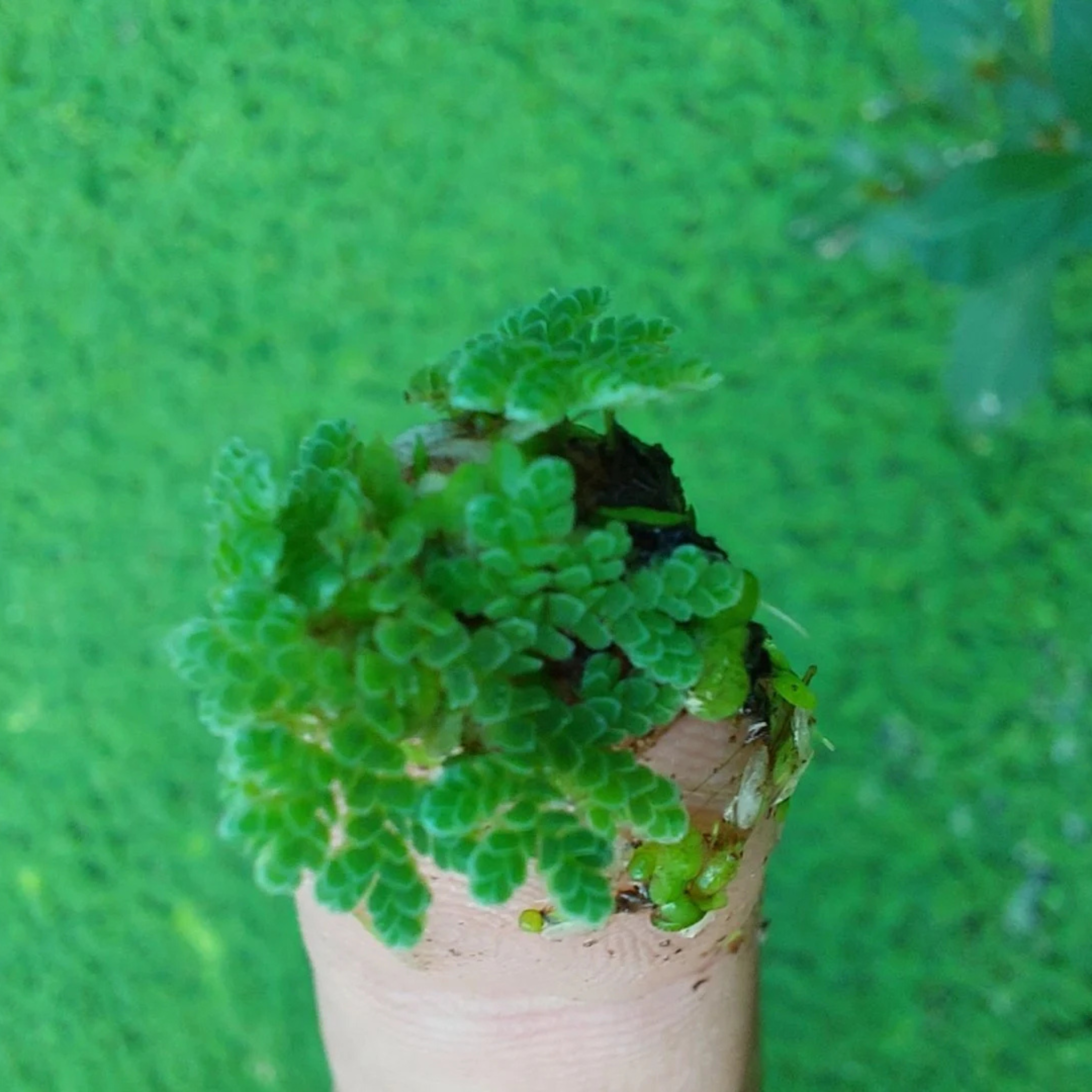 Azolla / Mosquito ferns Aquarium Live Plant