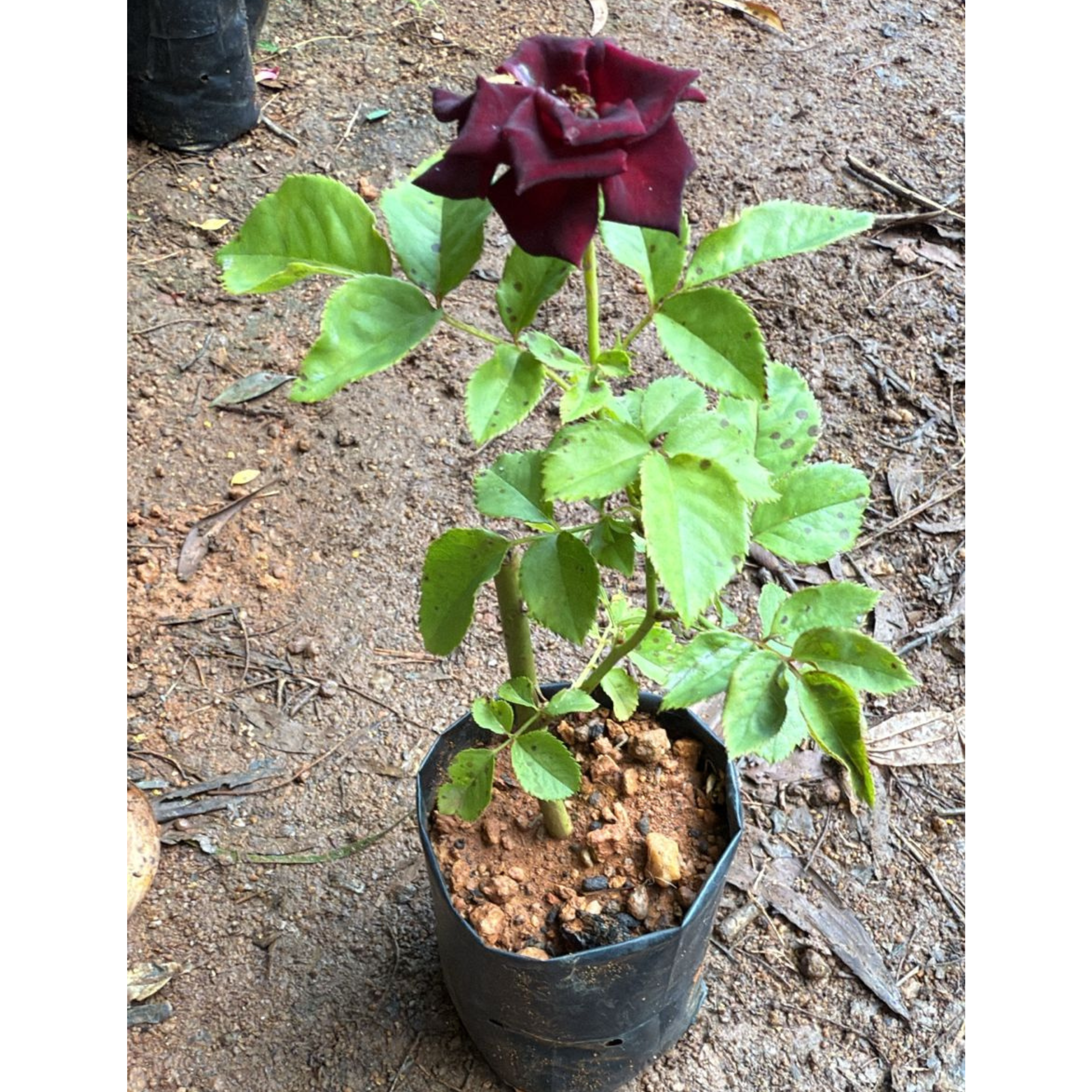 Black Baccara Rose Rare Flowering Live Plant