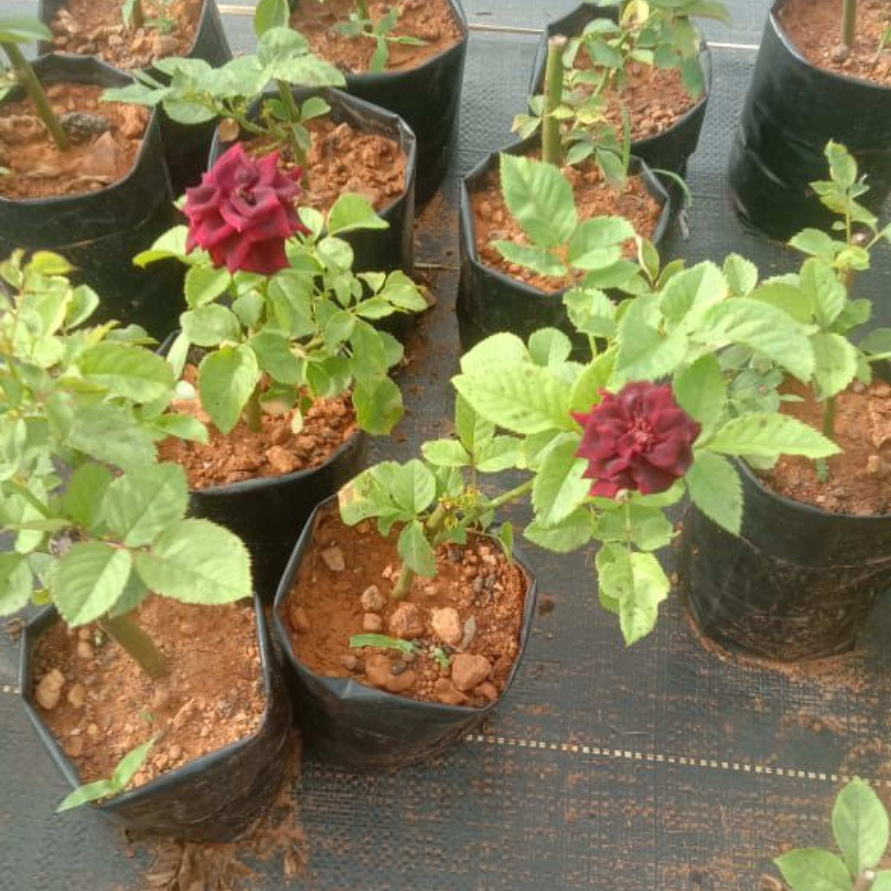 Black Baccara Rose Rare Flowering Live Plant