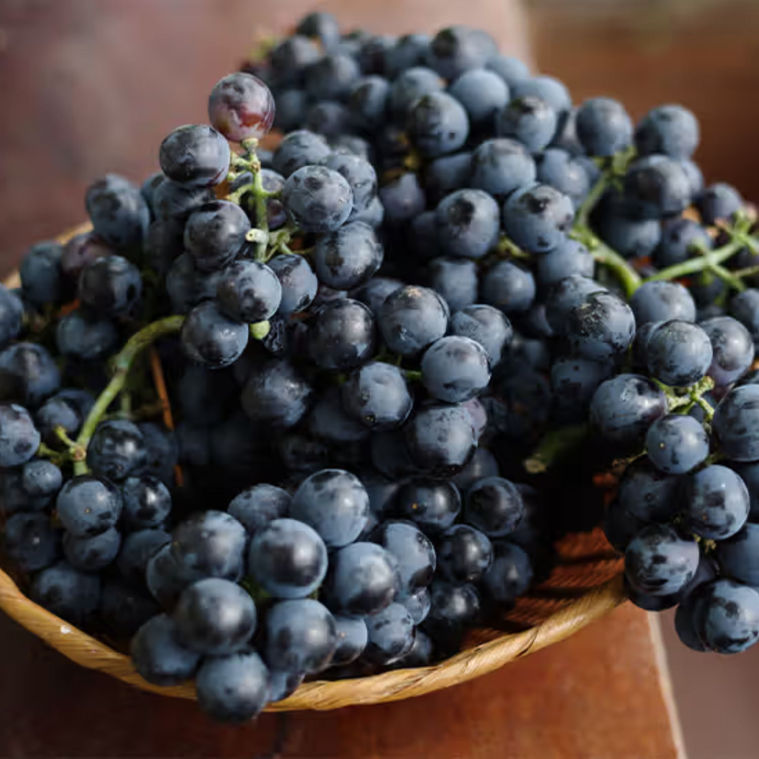 Black Grapes (Vitis vinifera) Fruit Live Plant