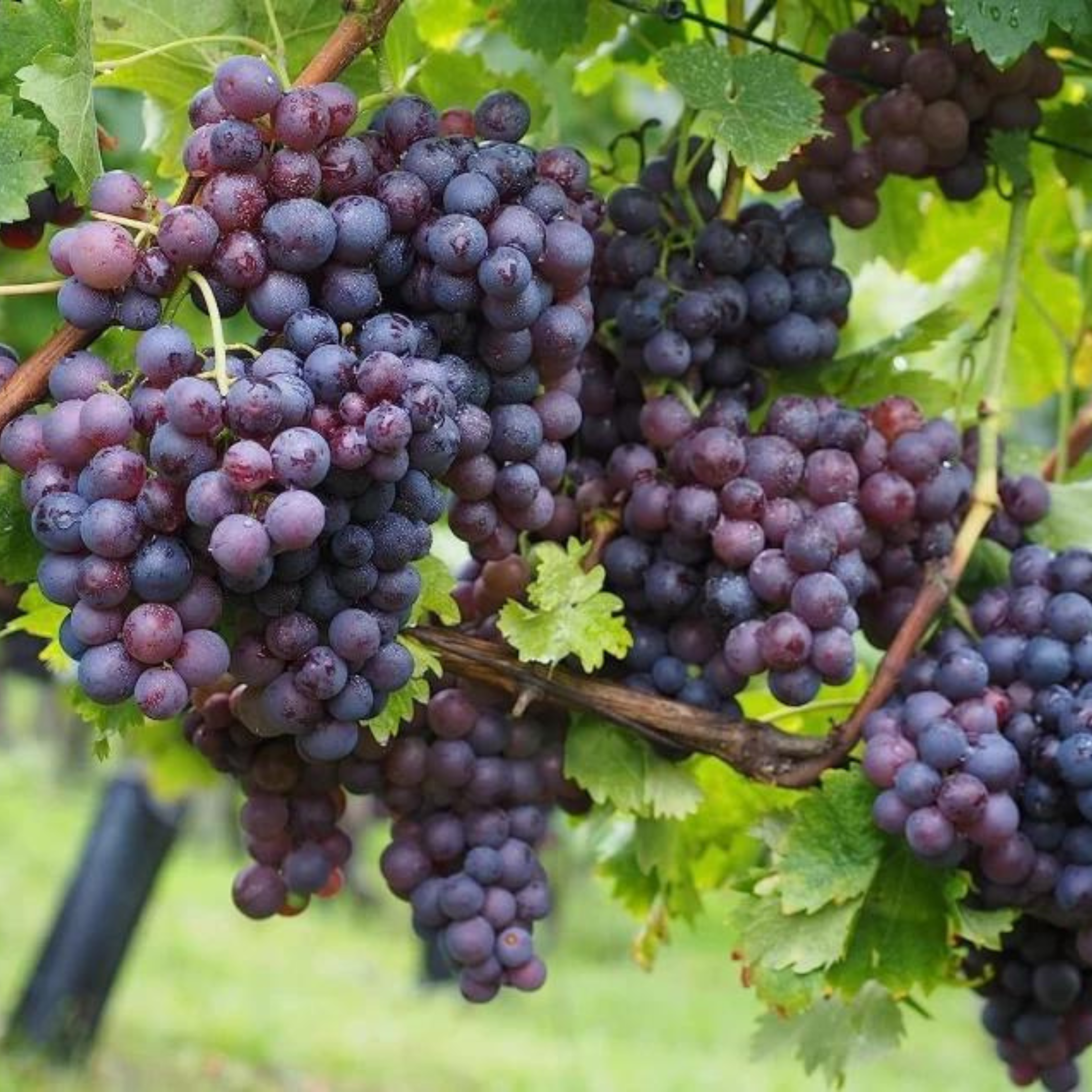 Black Grapes (Vitis vinifera) Fruit Live Plant