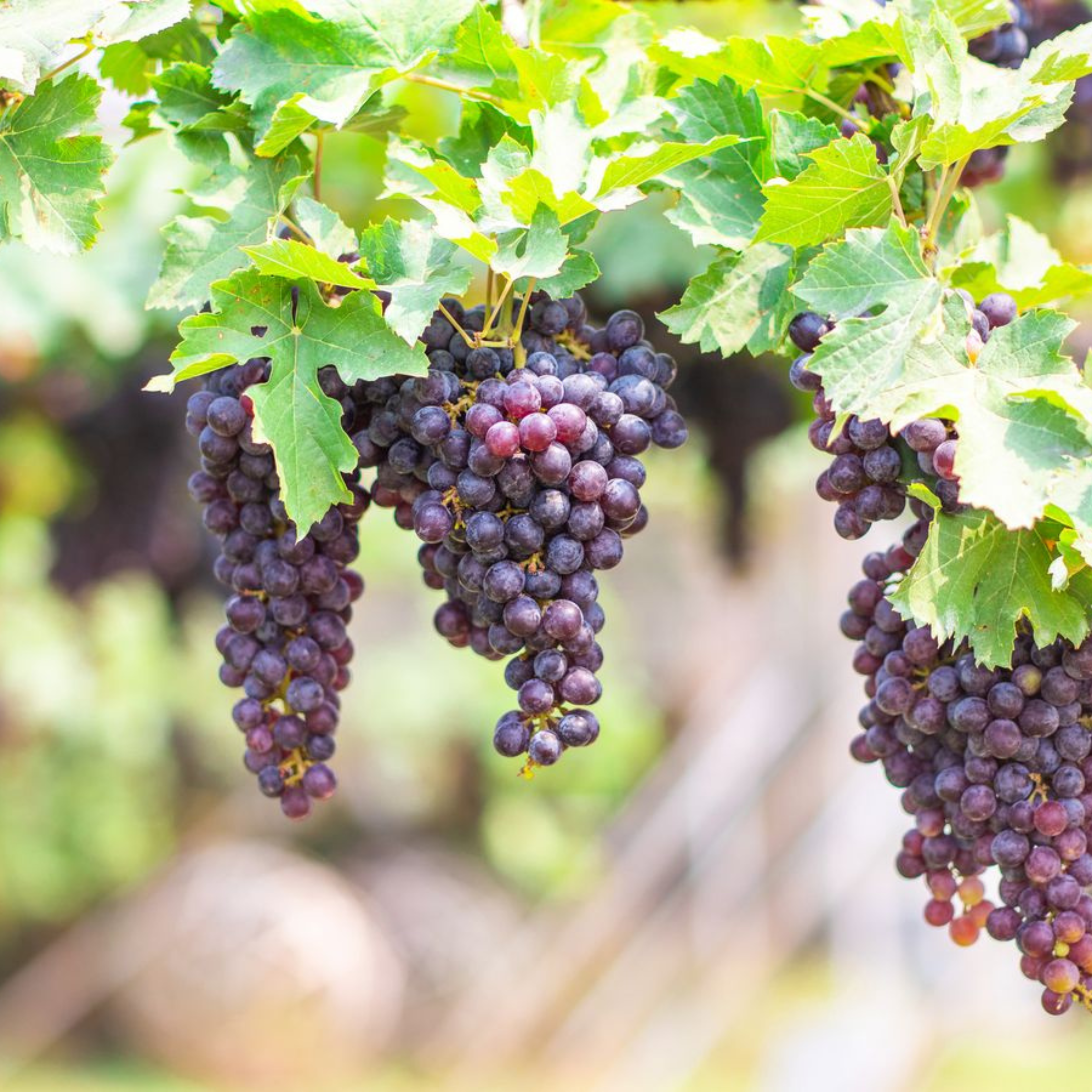 Black Grapes (Vitis vinifera) Fruit Live Plant