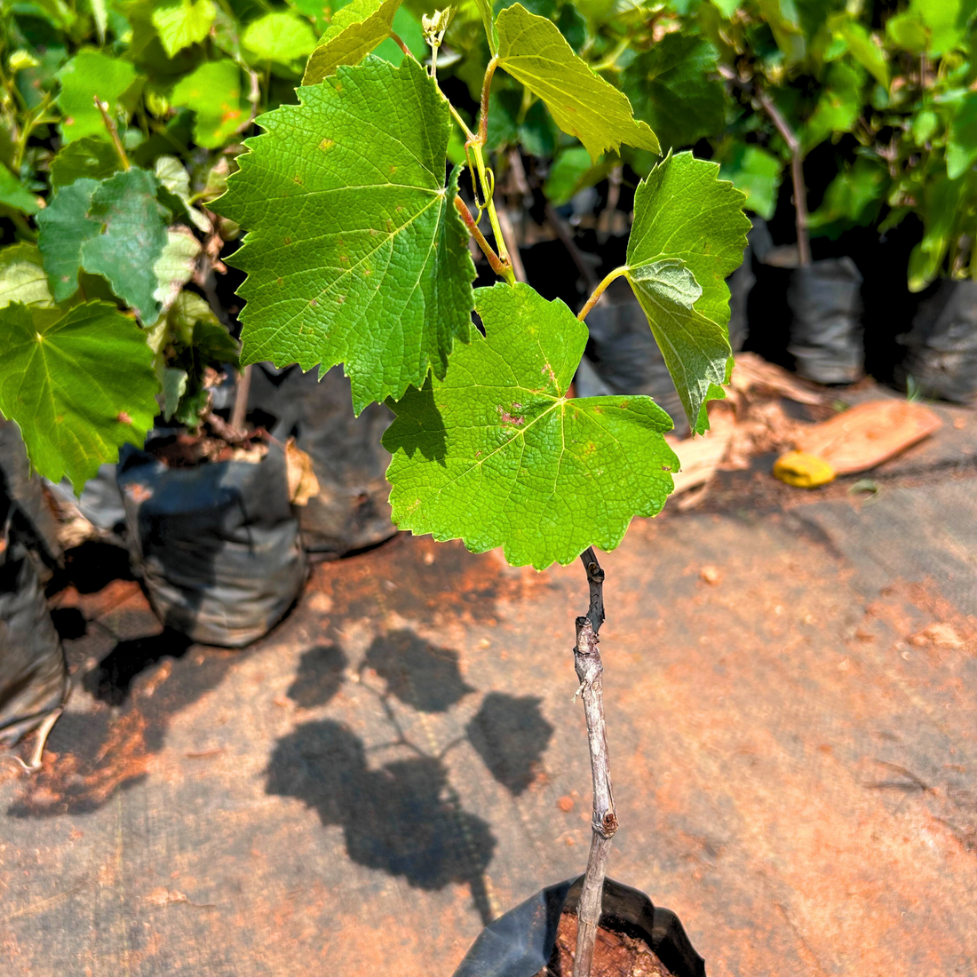 Black Grapes (Vitis vinifera) Fruit Live Plant