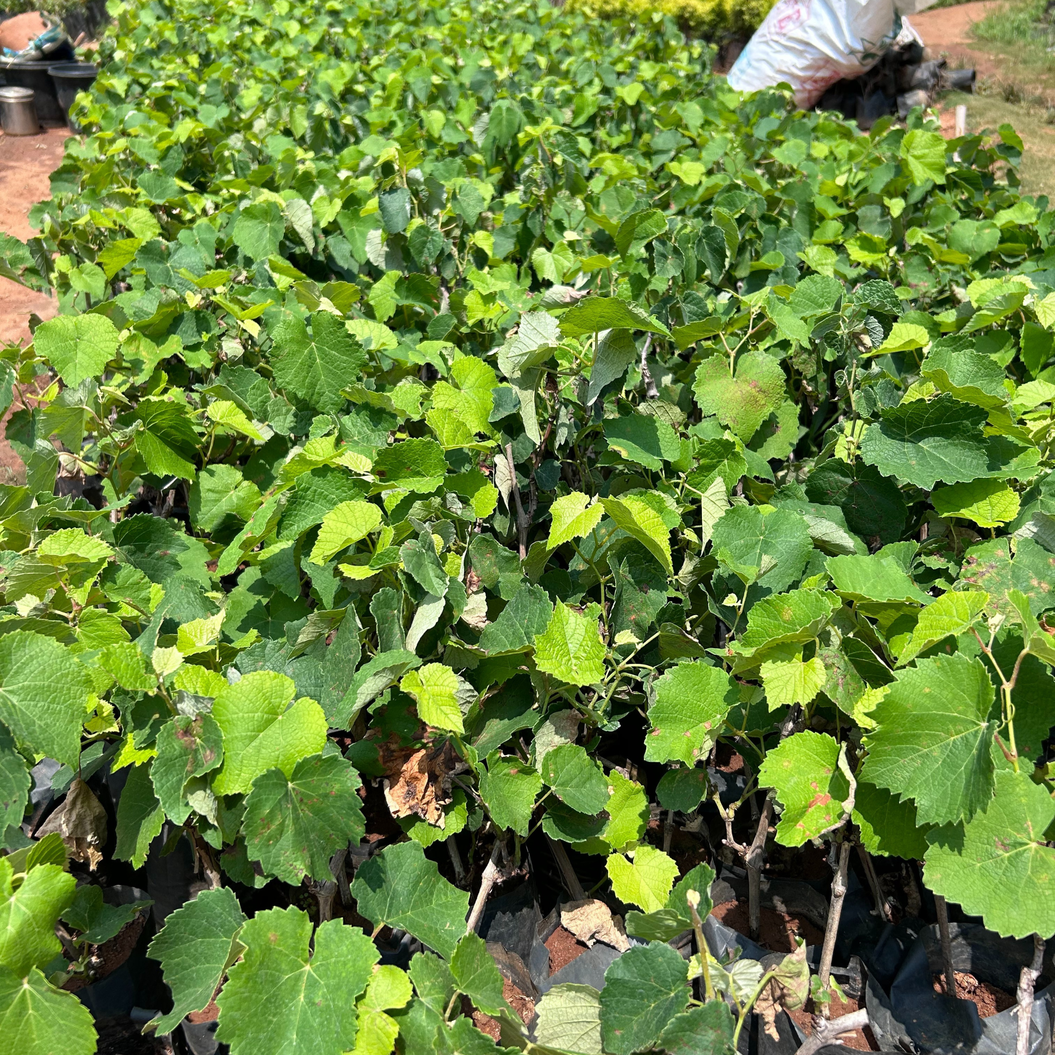 Black Grapes (Vitis vinifera) Fruit Live Plant