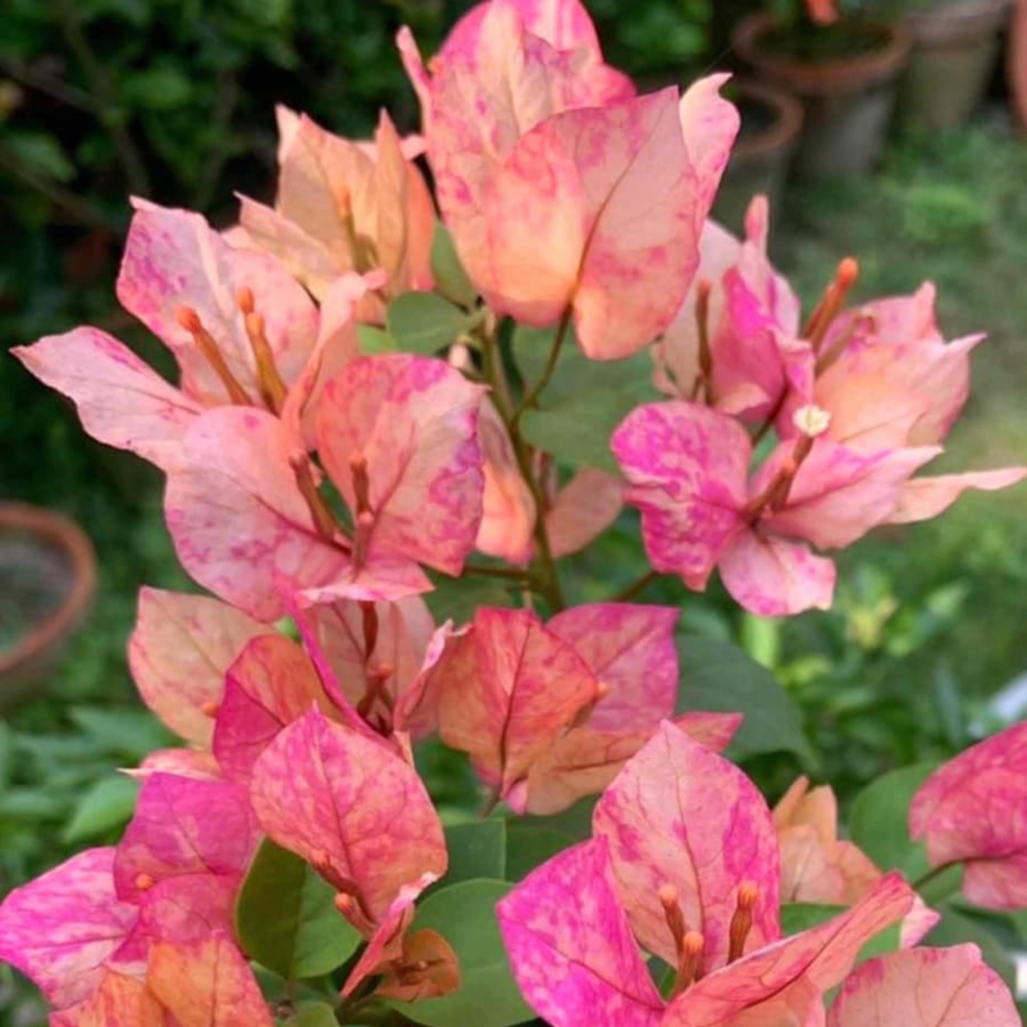 Bougainvillea Arjuna (Paper Flower) Rare Flowering Live Plant
