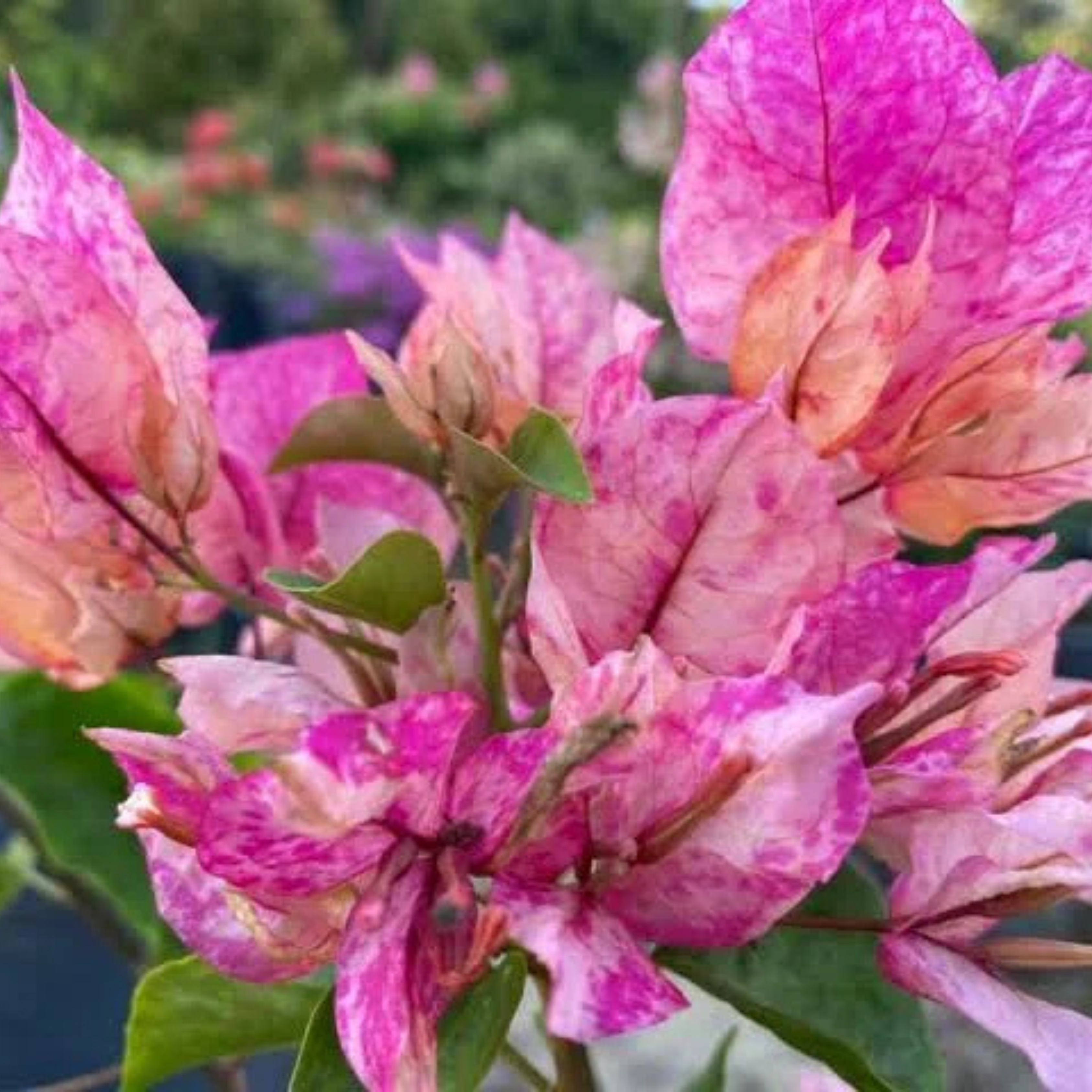 Bougainvillea Arjuna (Paper Flower) Rare Flowering Live Plant