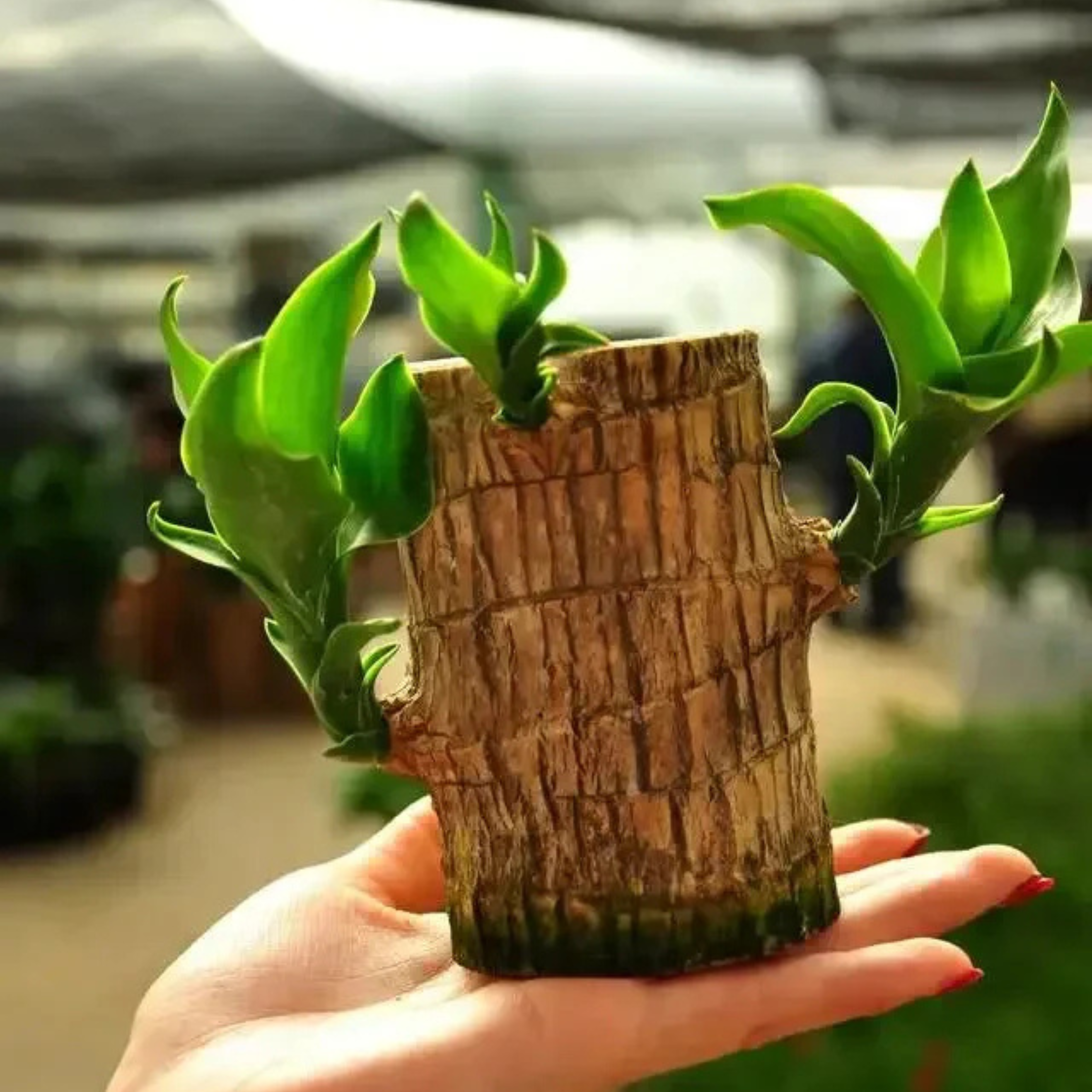 Brazilian Driftwood (Caesalpinia echinata) Indoor Live Plant