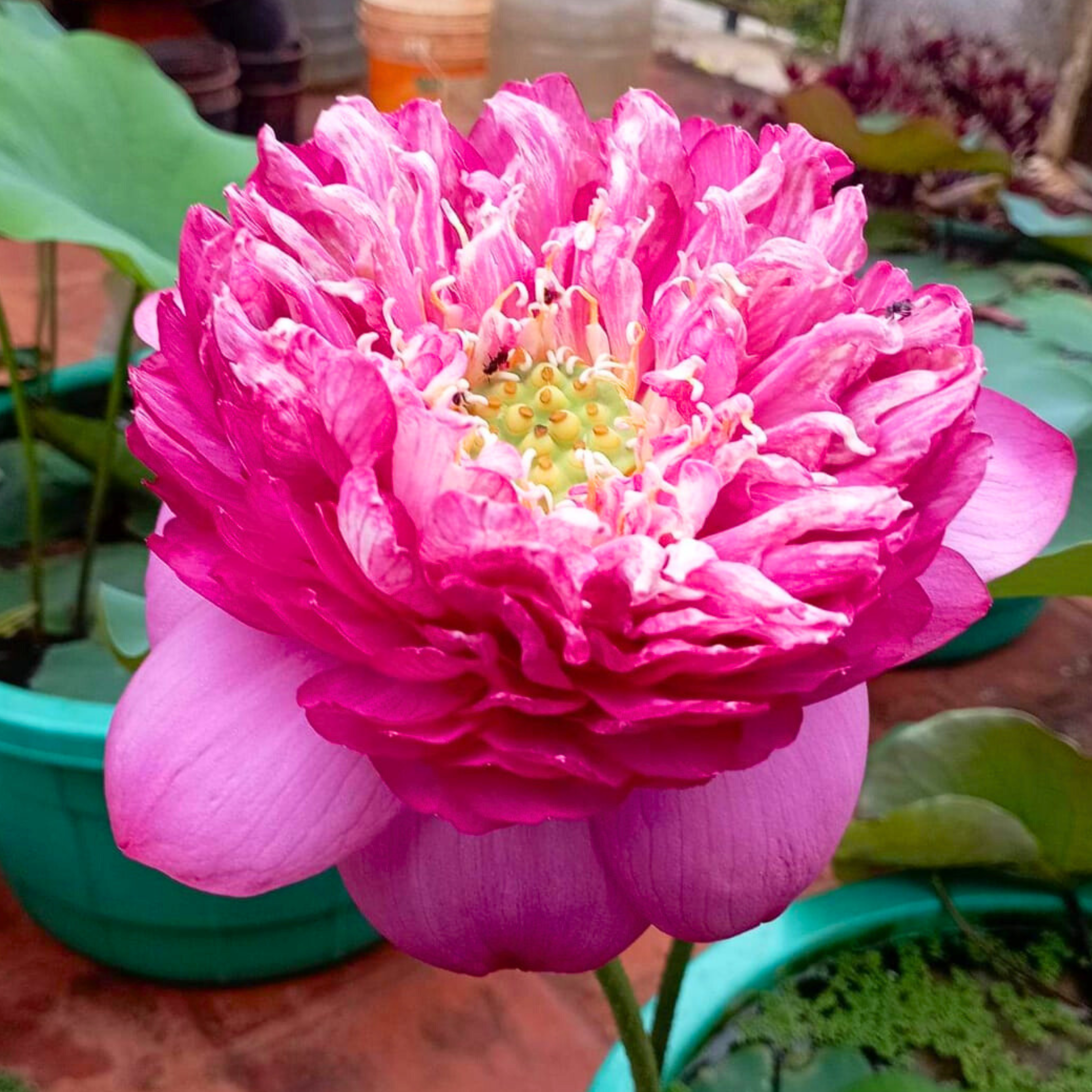 Bucha Lotus Tuber