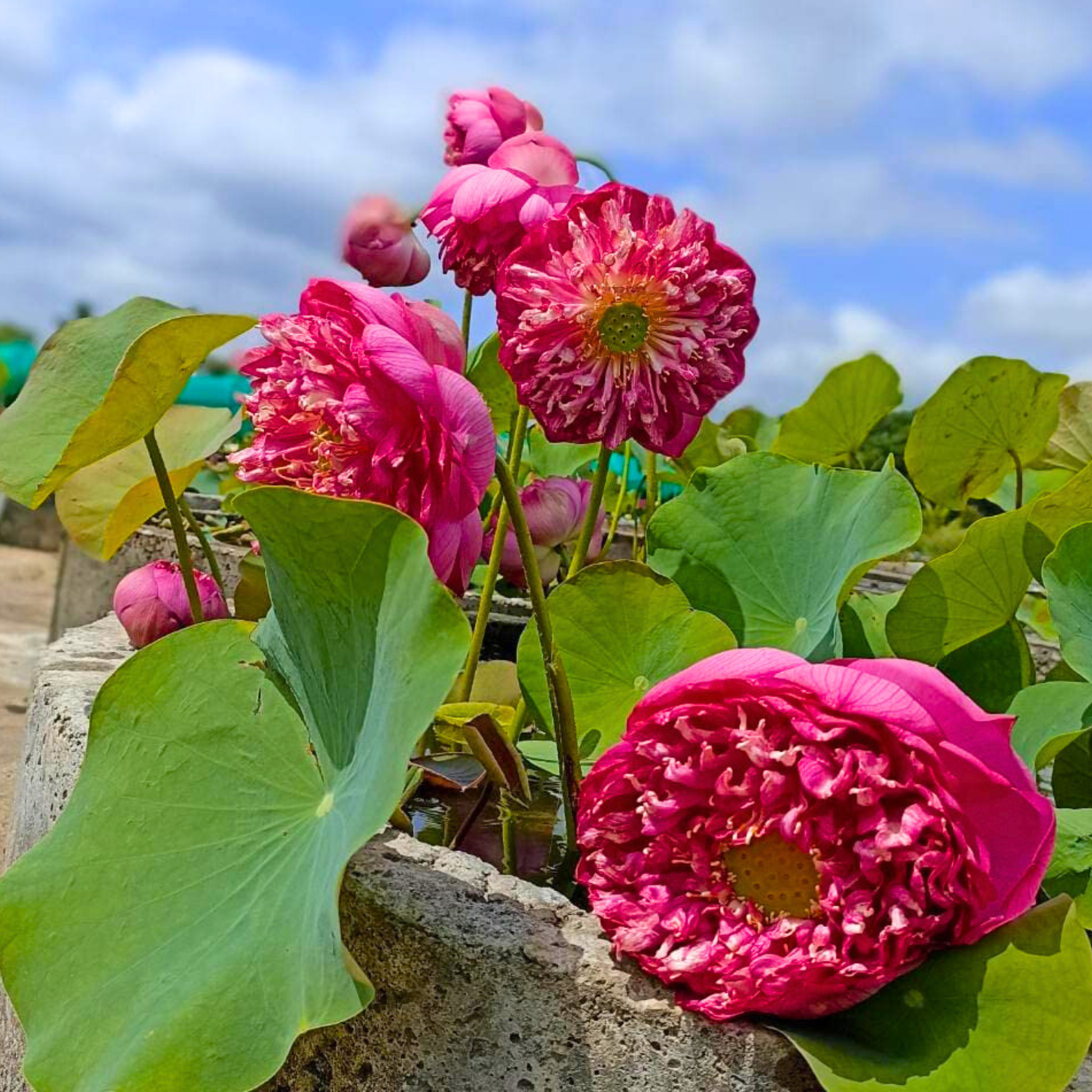 Bucha Lotus Tuber