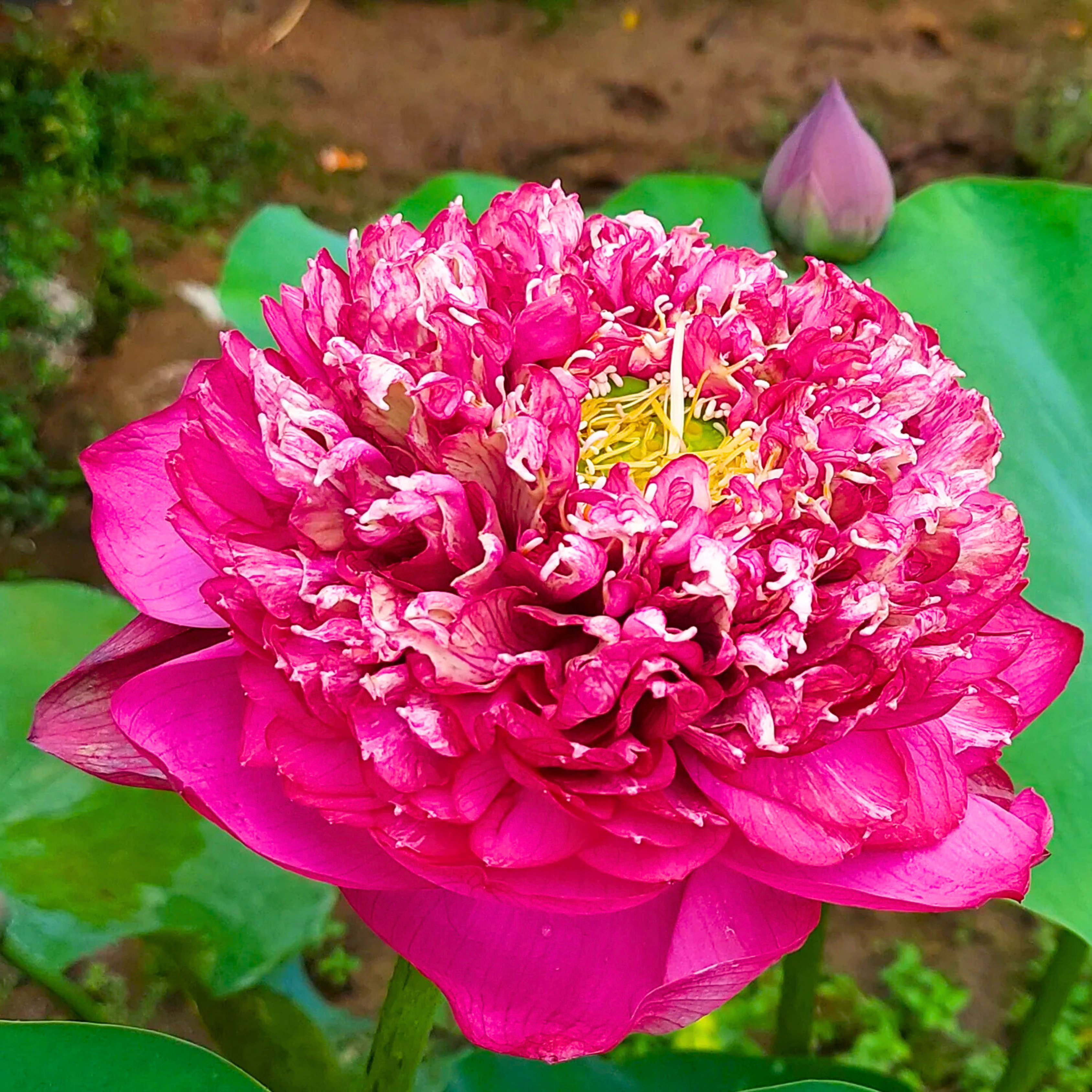 Bucha Lotus Tuber