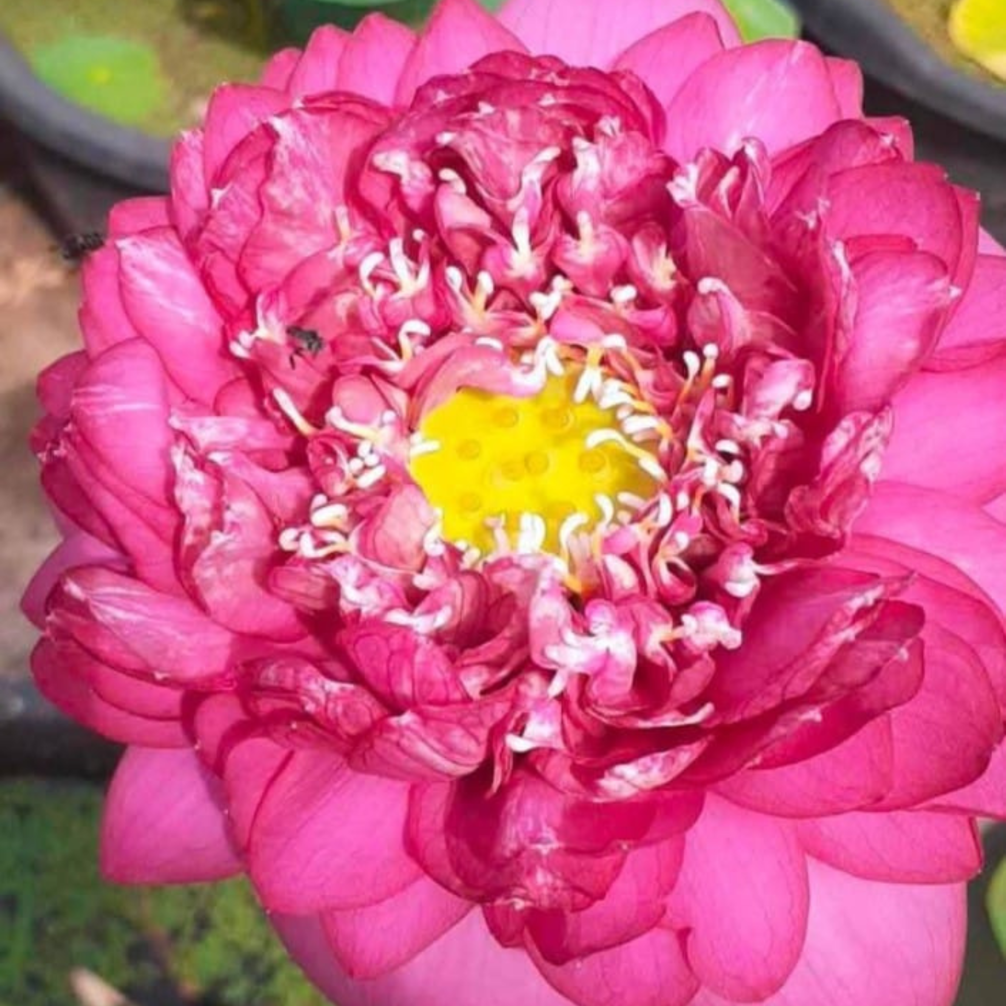 Bucha Lotus Tuber