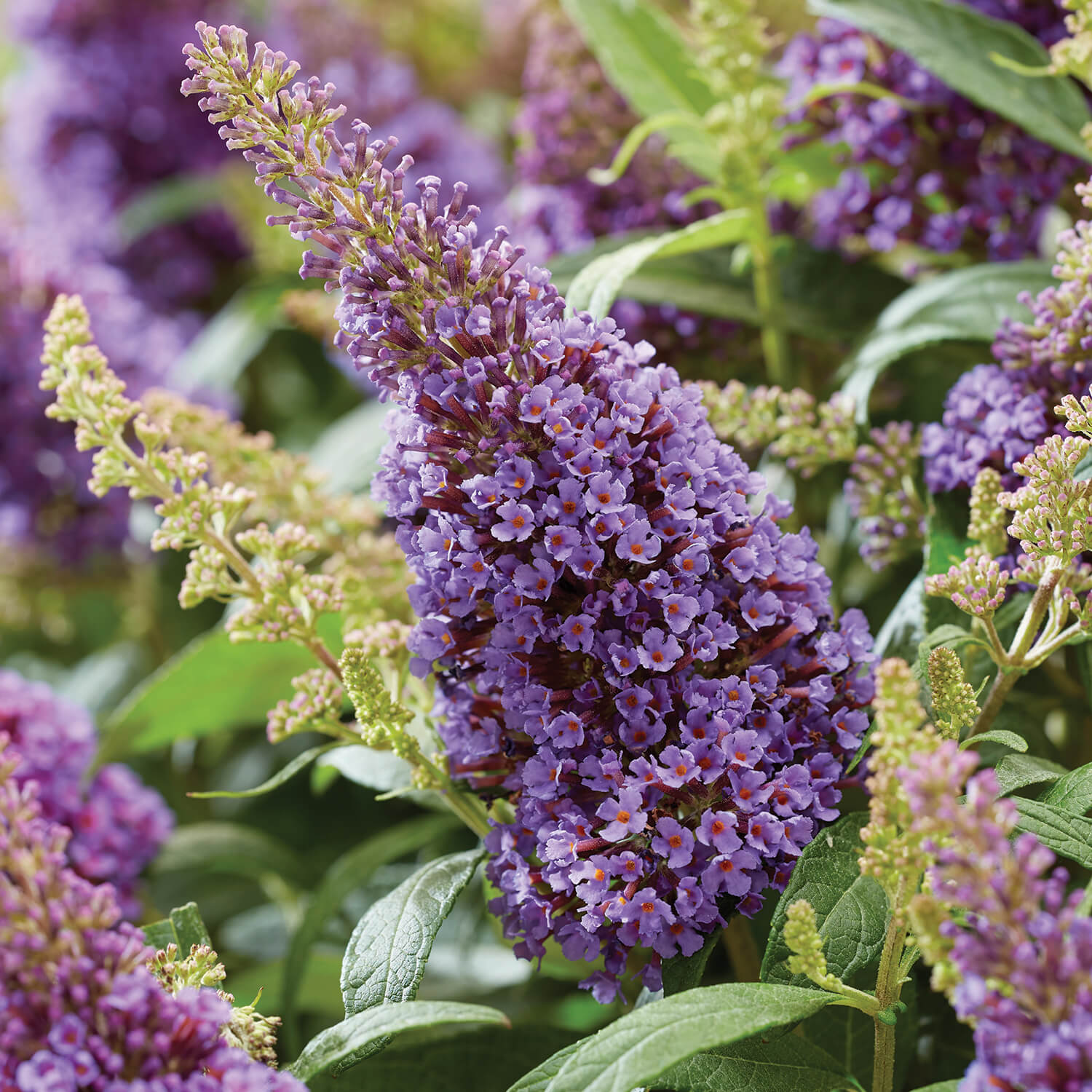 Butterfly Bush Light Purple Flowering Live Plant Seed2Plant