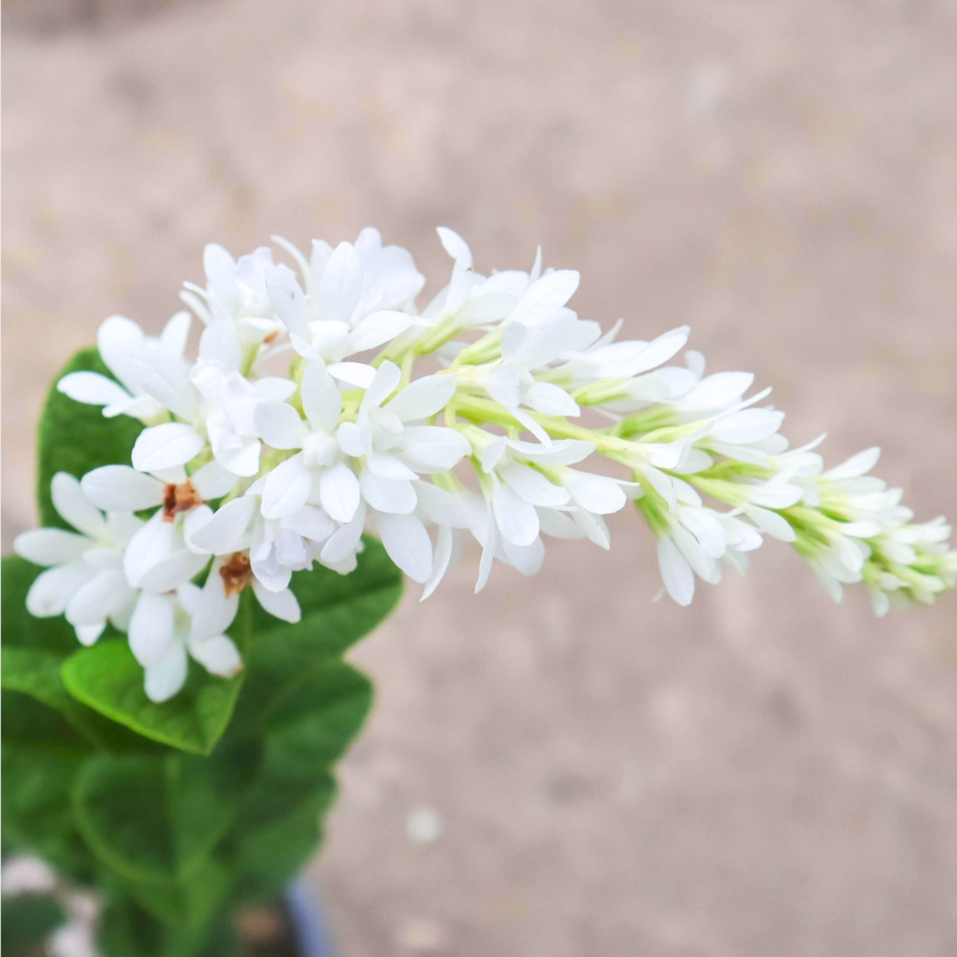 Bush White Petrea Sandpaper Rare Flowering Live Plant