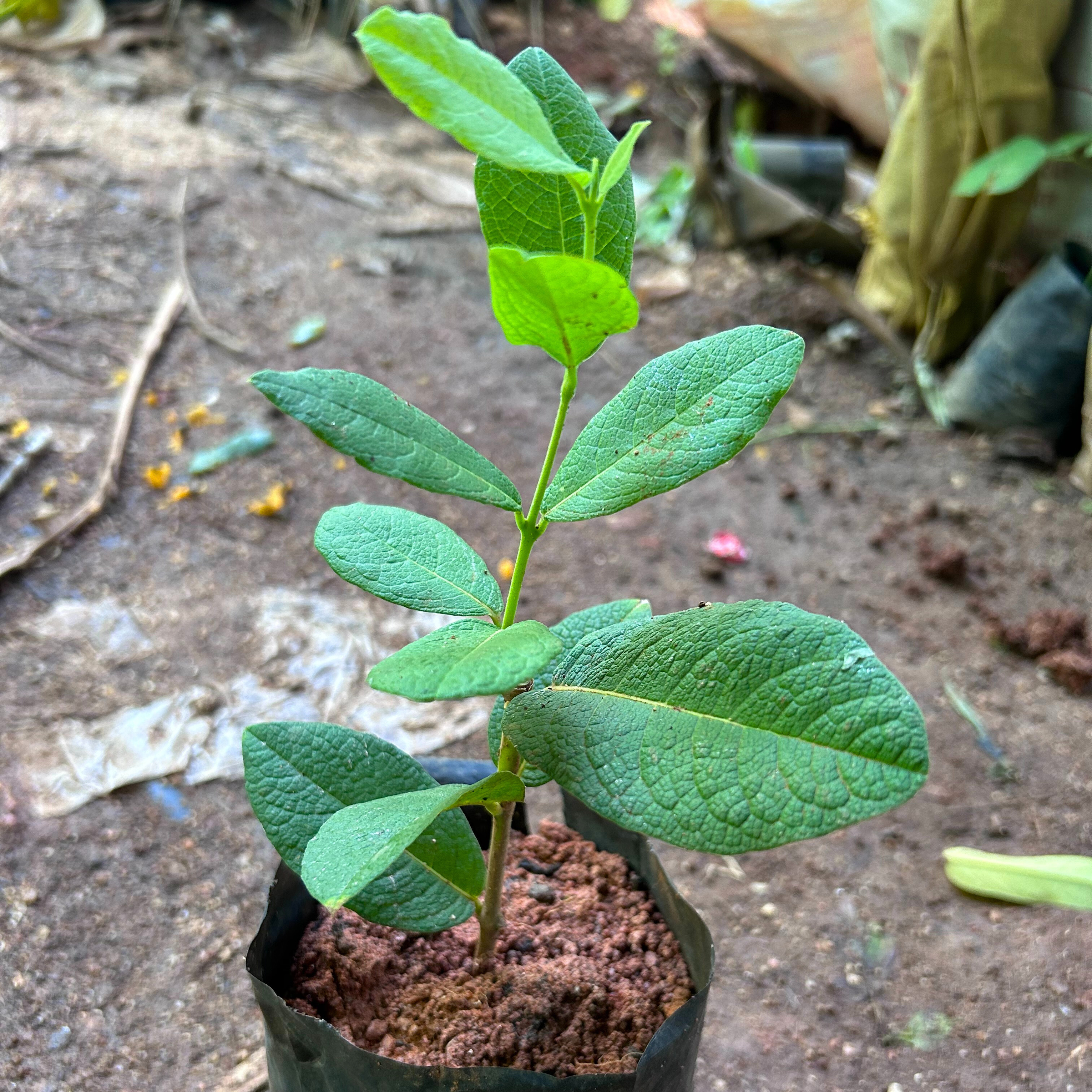 Bush White Petrea Sandpaper Rare Flowering Live Plant